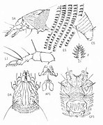 Eriophyes or Aceria guerreronis, the coconut mite