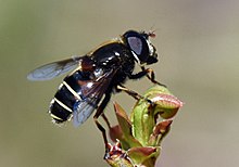 Eristalis cryptarum 75095963.jpg