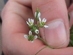 Erophila verna (Flower Closeup).jpg