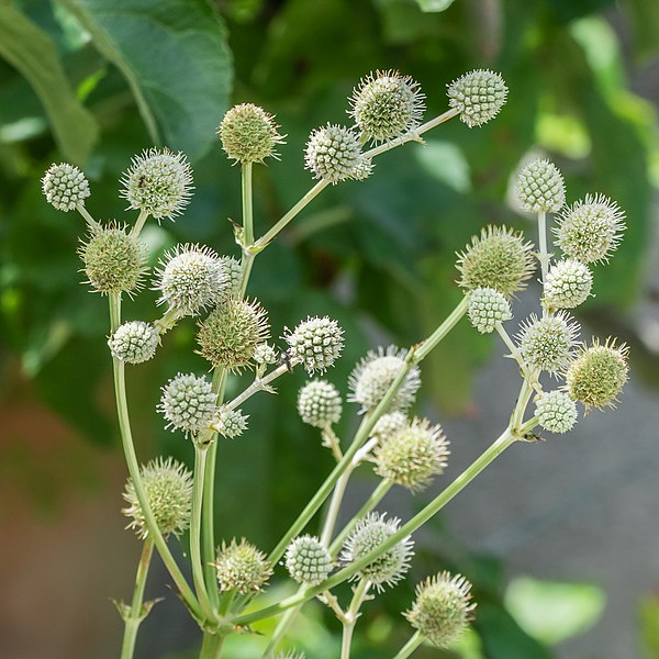 File:Eryngium eburneum in Jardin des 5 sens (2).jpg