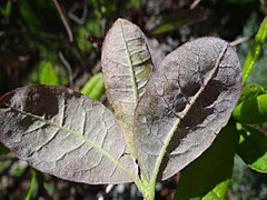 Erysiphe azaleae a1 (1).jpg