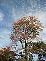 Erythrina poeppigiana