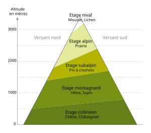 Principaux étages de végétation dans les Pyrénées : mousses et lichens à l'étage nival, prairies à l'étage alpin, pins à crochets à l'étage subalpin, sapins et hêtres à l'étage montagnard puis chênes et châtaigniers à l'étage collinéen.