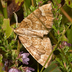 Eulithis populata Eulithis populata03.jpg