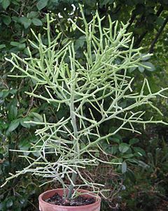 Description de l'image Euphorbia arahaka.jpg.