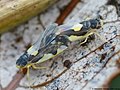 Eupteryx vittata (Linnaeus, 1758)