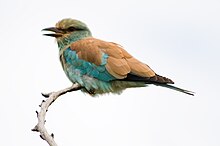 Sahelråke, Coracias abyssinicus Foto: Chris Eason