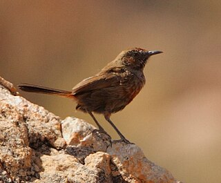 <span class="mw-page-title-main">Cinnamon-breasted warbler</span> Species of bird