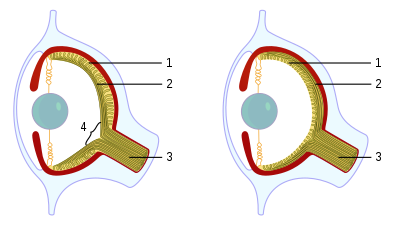 In the vertebrate example, 4 represents the blind spot, which is notably absent from the octopus eye. In vertebrates, 1 represents the retina and 2 is the nerve fibers, including the optic nerve (3), whereas in the octopus eye, 1 and 2 represent the nerve fibers and retina respectively.