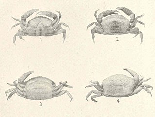 <i>Dissodactylus</i> Genus of crabs