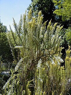 <i>Fabiana imbricata</i> species of plant