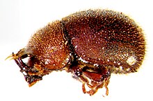 Falsocis brasiliensis HOLOTYPUS lateral.jpg