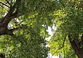 Čeština: Památné stromy (lípy) v Hostomicích, okres Beroun English: Famous trees in Hostomice, in Beroun District