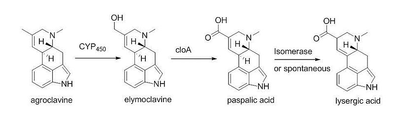 Archivo:Fig4 - part 4 in biosynthesis of ergot alkaloid ergocryptine.jpg
