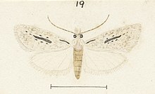 Fig 19 MA I437621 TePapa Plate-XXII-The-butterflies full (cropped).jpg