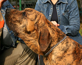 File:Cão Original Fila Brasileiro - década de 70.jpg - Wikimedia Commons