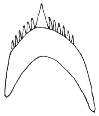 Drawing of a single denticle of Fiona pinnata. Fiona pinnata denticle.jpg