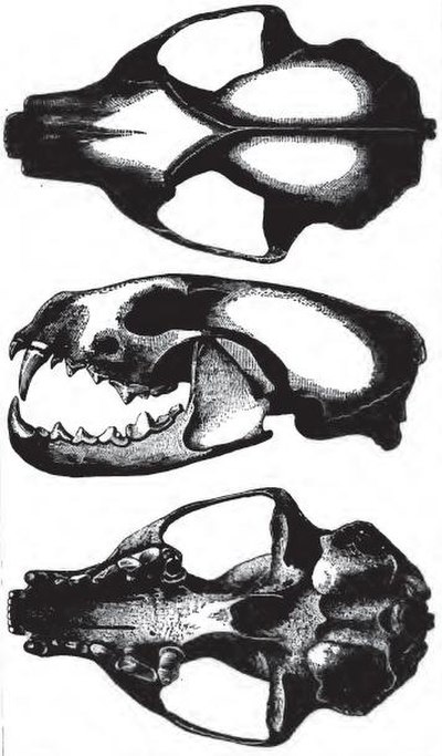 Skull diagram