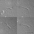 Flagellar amoeboid protists - 630x (14732536552).jpg