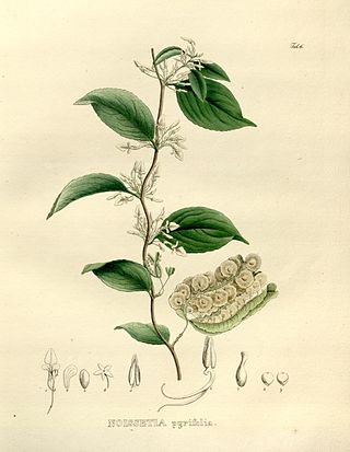 <i>Anchietea</i> Genus of flowering plants in Eudicot family Violaceae