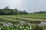 Floating Agricultural Field.JPG