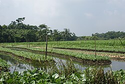 Floating fields in Baithakatha village.