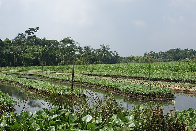 Image: Floating Agricultural Field