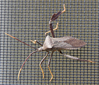 <span class="mw-page-title-main">Florida leaf-footed bug</span> Species of true bug