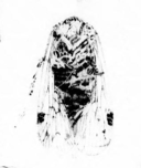 1890 illustration of Florissantia elegans