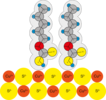 Vereinfachte Darstellung der Bindung von Xanthogensäurepentylester an Kupferkies. Je ein Wasserstoffatom liegt, an Kohlenstoff gebunden, hinter der Zeichenebene. (Nach Hagihara, 1952)