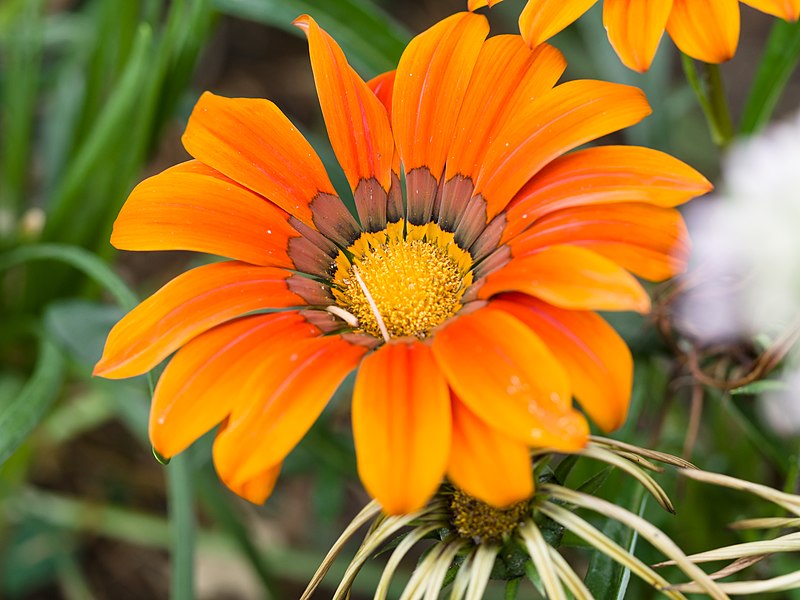 File:Flower (14933842322).jpg