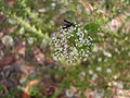 Fly on Lance-leaf Platysace (3128145214).jpg