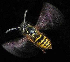 Common wasp (Vespula vulgaris)