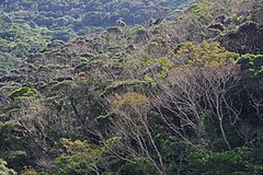Субтропические вечнозеленые леса островов Нансей[англ.]
