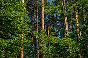 English: Forest in eastern Minsk, Belarus Беларуская: Лес на ўсходзе Мінска, Беларусь Русский: Лес на востоке Минска, Беларусь