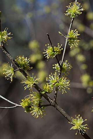 <i>Forestiera acuminata</i> Species of flowering plant