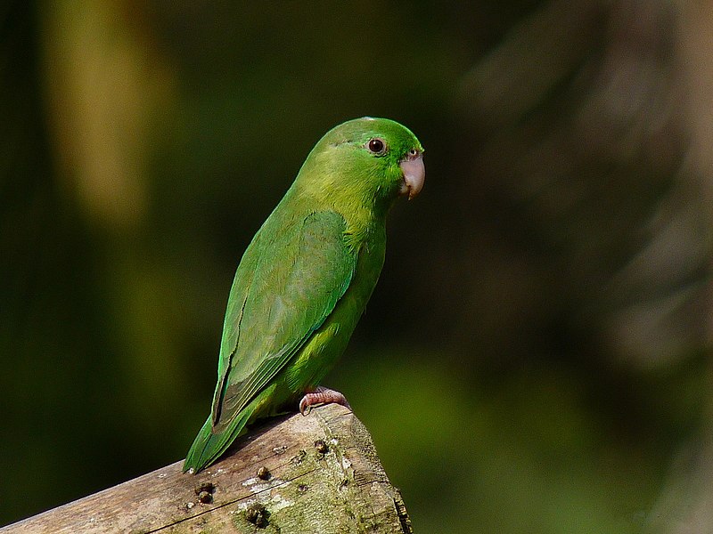 File:Forpus conspicillatus -Manizales, Caldas, Colombia -female-8.jpg