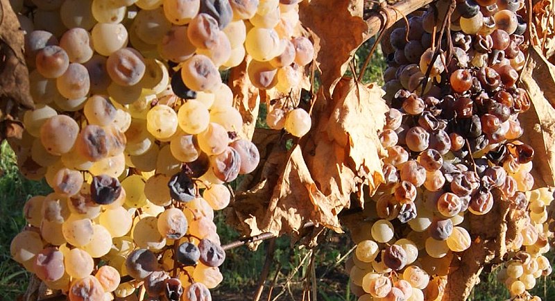 File:Frascati Cannellino Grape.jpg