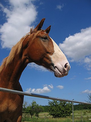 <span class="mw-page-title-main">Frederiksborger</span> Breed of horse