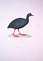Fulica gigantea - Bonite-oiseaux-pl08.jpg