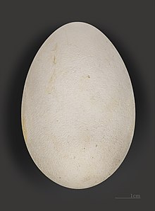 Oeuf de Fulmarus glacialis (coll.MHNT)