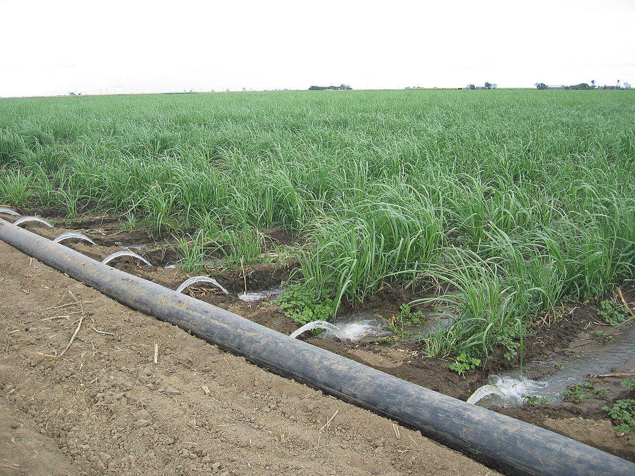 Filefurrow Irrigated Sugar Wikimedia Commons