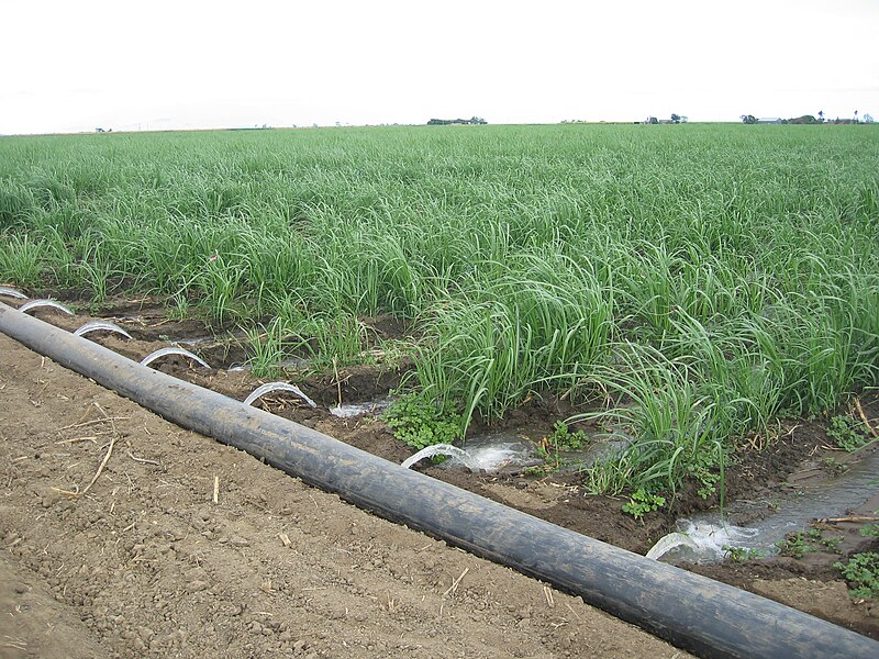 File:Furrow irrigated Sugar.JPG