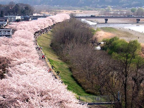 Sakura along the Tama River