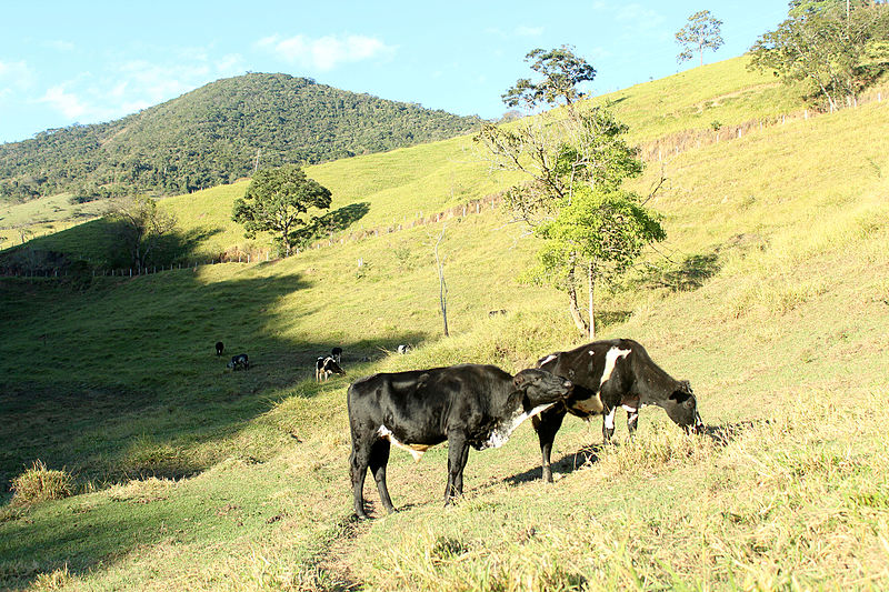 File:Gado de corte no pasto.JPG