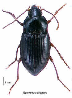 <i>Gaioxenus</i> species of insect