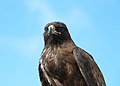 * Nomination Galápagos hawk (Buteo galapagoensis), Santa Fe Island, Galápagos National Park, Ecuador --Bgag 03:19, 27 July 2016 (UTC) * Promotion Good quality. --Vengolis 03:34, 27 July 2016 (UTC)