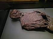 that bog bodies have been dated as far back as 8000 BCE?