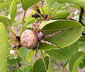 Garden Orb Weaver