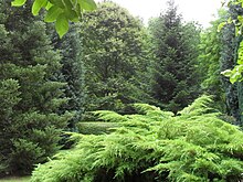 Garten mit verschiedenen Koniferen